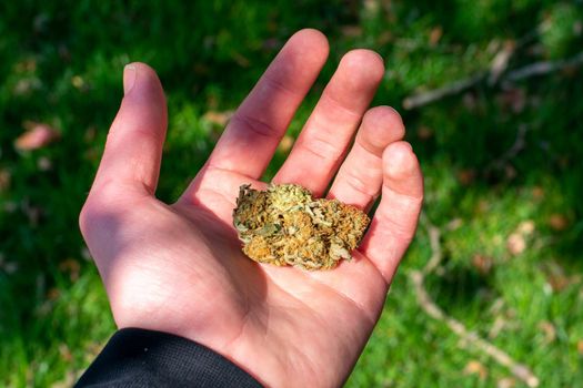 A Cannabis Nug in the Palm of a Hand With a Shaded Grass Lawn In the Background