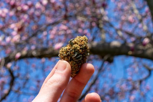 A Hand Holding Up a Green and Orange Cannabis Nug With a Pink Cherry Blossom Tree Behind