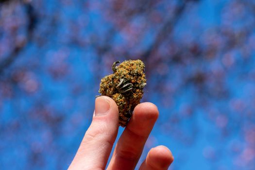 A Hand Holding Up a Green and Orange Cannabis Nug With a Pink Cherry Blossom Tree Behind