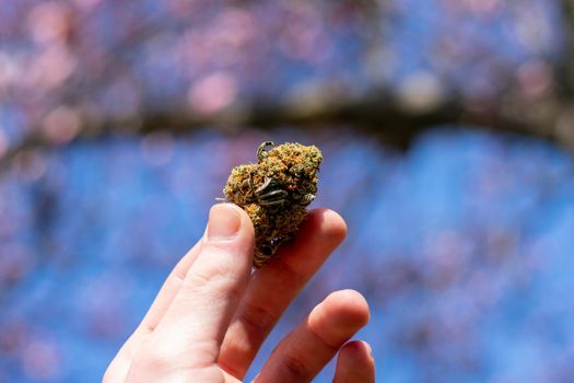 A Hand Holding Up a Green and Orange Cannabis Nug With a Pink Cherry Blossom Tree Behind