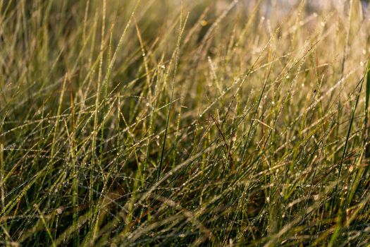 Long thin green swamp grass with morning dew. Close-up with selective focus and bokeh blur.