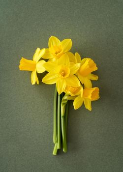 Spring concept - yellow daffodil flowers on green paper background with copy space