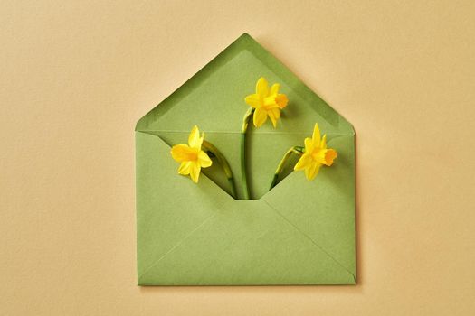 Spring concept - green envelope with yellow daffodil flowers peeking out on a paper background, top view