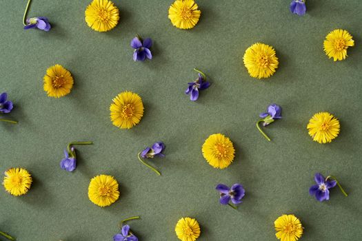 Spring background with fresh coltsfoot and violet flowers on green paper, top view