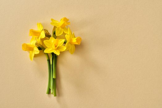 Spring concept - yellow daffodil flowers on paper background with copy space