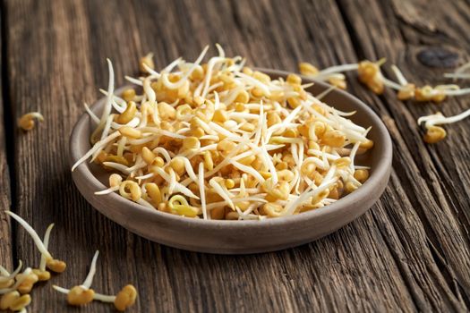 Fenugreek sprouts in a plate on a table