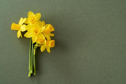 Spring background with yellow daffodil flowers on green paper with copy space