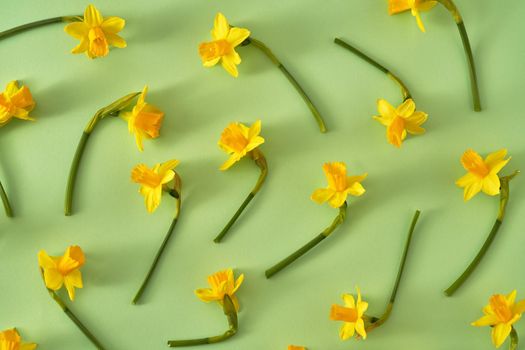 Spring background with yellow daffodil flowers on green paper, top view