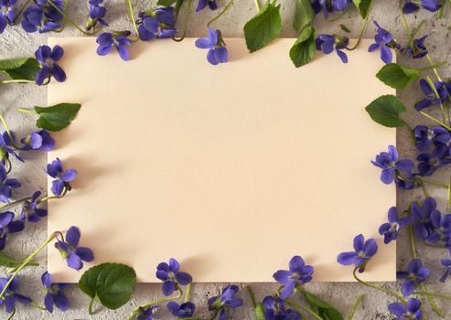 Spring background with fresh violet flowers with copy space in the middle
