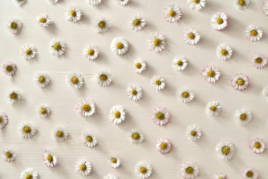 Spring background with common daisy flowers on white wood