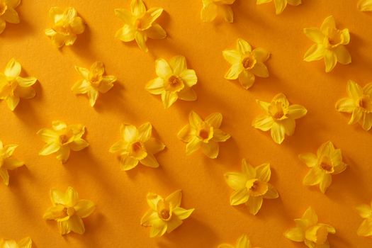 Spring background with daffodil flowers on orange paper