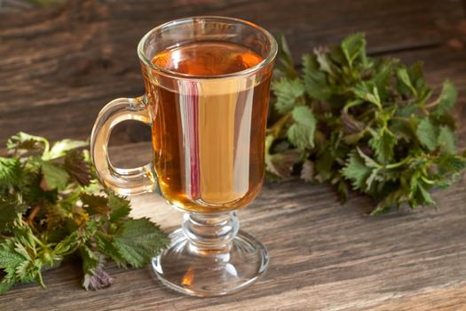 A cup of nettle tea with fresh young Urtica dioica plant