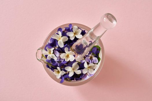 Spring concept - white and purple English violet flowers in a glass mortar on a pastel pink background, top view