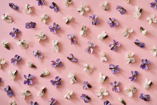 Spring background with pink and white violet flowers on pastel pink paper, top view