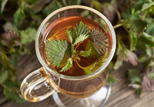 Fresh nettles in a glass cup of herbal tea, close up