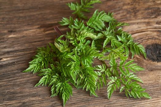 Young cow parsley leaves on a table - wild edible plant collected in early spring