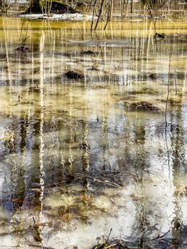 In the wood the spring begins, trees and bushes stand in water, a sunny day, patches of light and reflection on water, trunks of trees are reflected in a puddle, streams flow, conceals snow. High quality photo