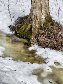 In the wood the spring begins, trees and bushes stand in water, a sunny day, patches of light and reflection on water, trunks of trees are reflected in a puddle, streams flow, conceals snow. High quality 4k footage