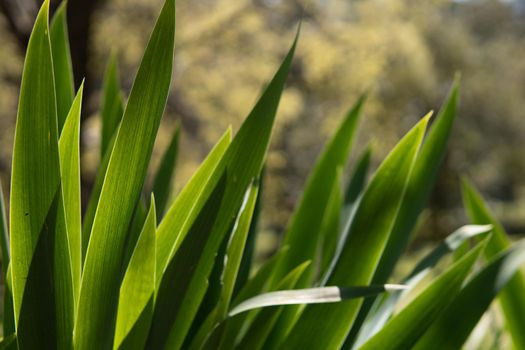 Green plants with pointed leaves in a park