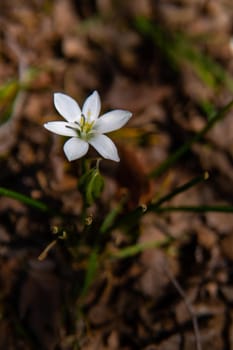 White flower with yellow center and close-up view with brown background