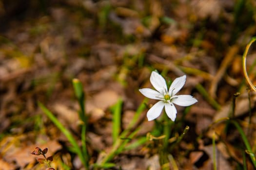 White flower with yellow center and close-up view with brown background