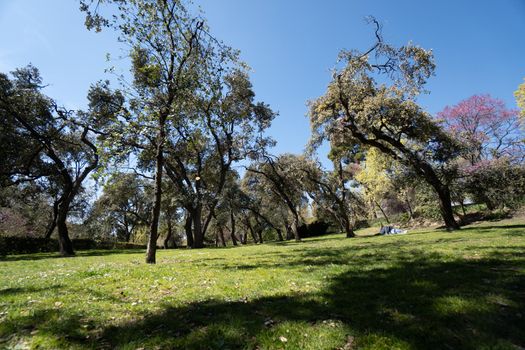 Park with trees, shrubs and green lawns