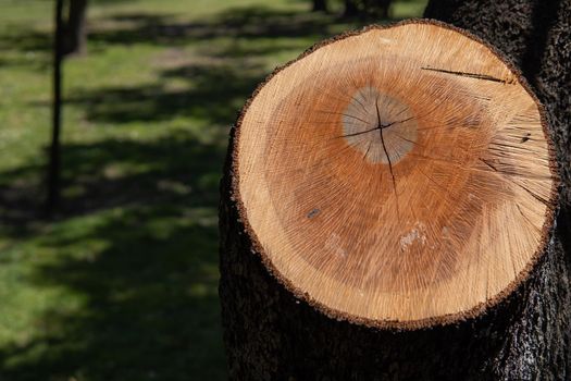 Log cut from a pine tree in a park