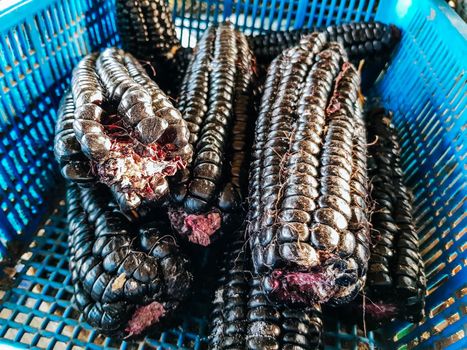 Purple corn cobs in a plastic basket in the market