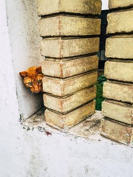 Yellow kitten with very large eyes, hiding and looking behind the columns