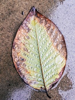 Beautiful large green leaf lying on the floor with water drops