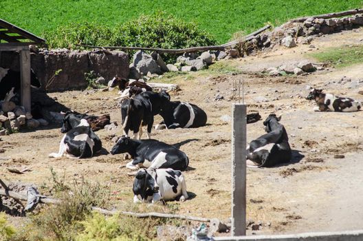 Herd of cows resting in the green summer field