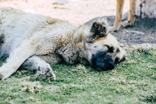 Head of big dog lying and sleeping on lawn of the park