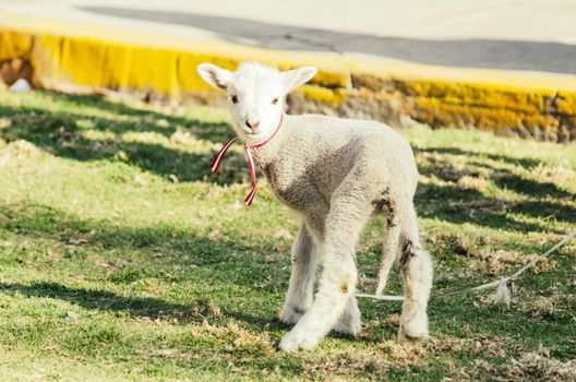 Little cute sheep romping in a meadow on a farm a sunny day