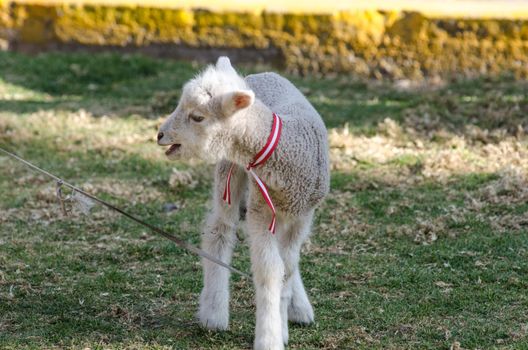 Little cute sheep romping in a meadow on a farm a sunny day