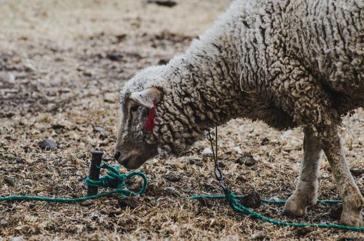 Face of a sheep ties to a stick on a farm