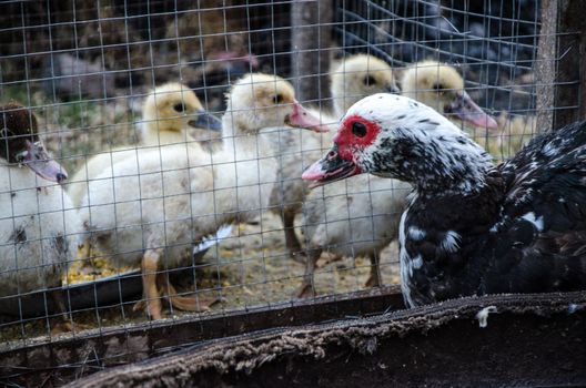 Duck with his lattice ducklings on a farm, photo taken in the town of San Miguel, Canta - Lima - Peru
