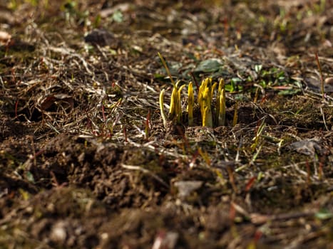 Green sprouts of first spring flowers on brown ground. Selective focus
