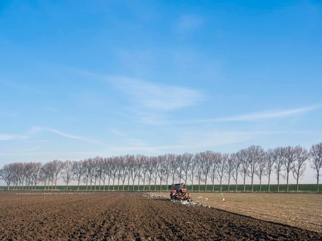 tractor with plough on field early spring in the netherlands on the island of goeree en overflakkee under blue sky