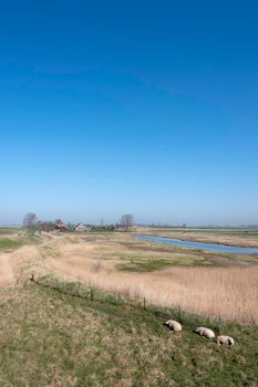 sheep in countryside landscape under blue sky on schouwen duiveland in dutch province of zeeland