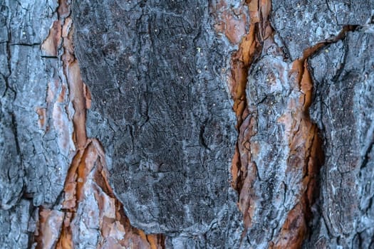 The texture of the bark of a middle-aged pine tree close-up. Powerful tree bark with patterns