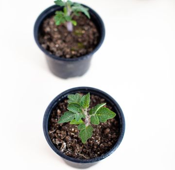 Close-up of seedlings of green small thin leaves of a tomato plant in a container growing indoors in the soil in spring. Seedlings on the windowsill