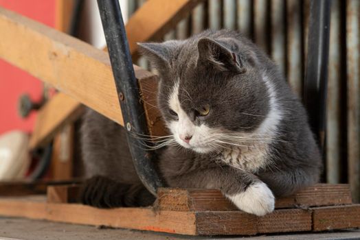 Cute cat portrait looking down with curious expression