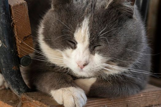 Cute grey cat portrait with closed eyes