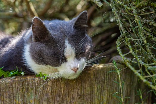 Cute cat sleeps nestled among the plants in the garden