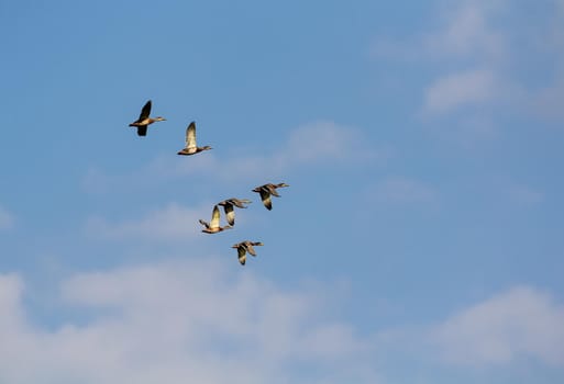 A flock of wild ducks flies high in the sky against the backdrop of white clouds. Hunting season