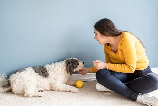 Beautiful brunette woman with playful mixed breed dog, playing and having fun at home