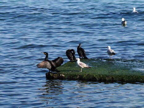 cormorants and seagulls on a small island in the sea.