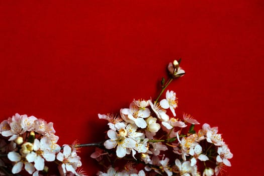 white blooming spring branch on red background copy, space