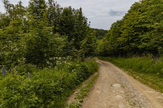 Long path with bushes and fields around in Kaczawskie mountains