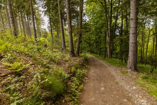 Long path with bushes and fields around in Kaczawskie mountains